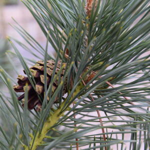 Pinus sylvestris 60-80 cm